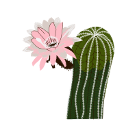 Cactus Flowers