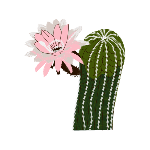 Cactus Flowers Cactus Flowers