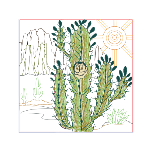 Cactus Flowers Cactus Flowers