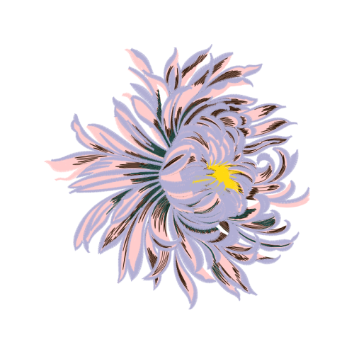 Cactus Flowers Cactus Flowers