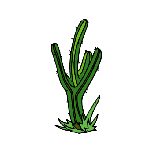 Cactus Flowers Cactus Flowers