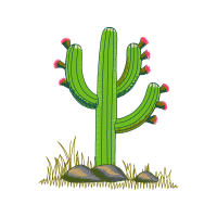 Cactus Flowers