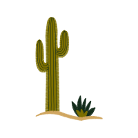 Cactus Flowers