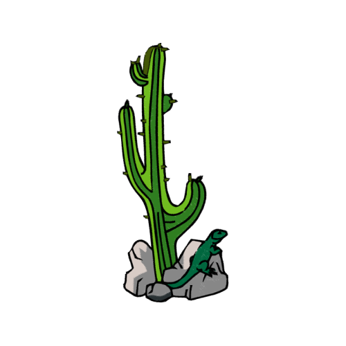 Cactus Flowers Cactus Flowers