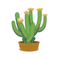 Cactus Flowers
