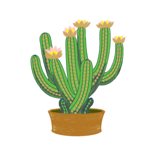 Cactus Flowers Cactus Flowers