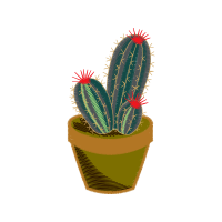 Cactus Flowers
