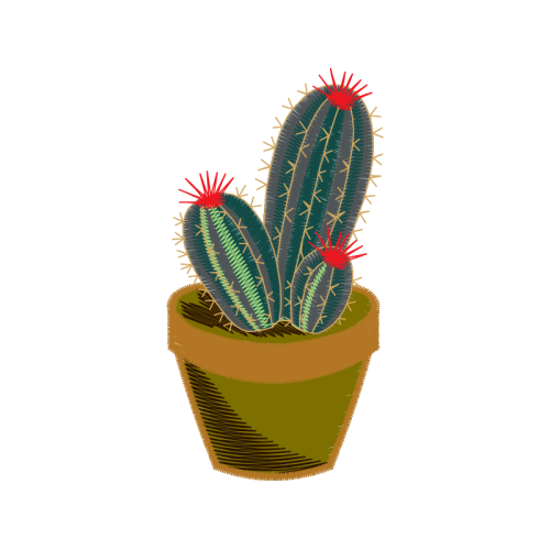 Cactus Flowers Cactus Flowers