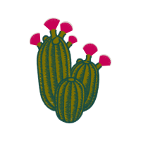 Prickly Pear Flowers