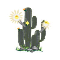 Prickly Pear Flowers