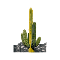 Prickly Pear Flowers