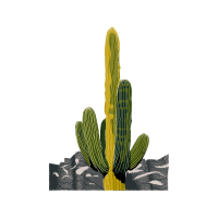 Prickly Pear Flowers