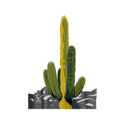 Prickly Pear Flowers Prickly Pear Flowers