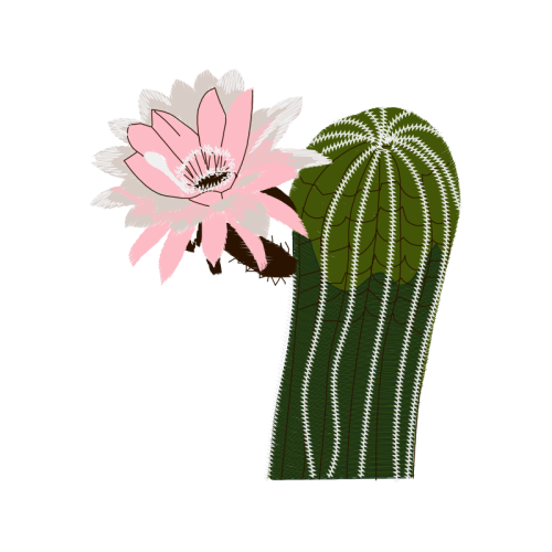 Sweet Brier Flowers Sweet Brier Flowers