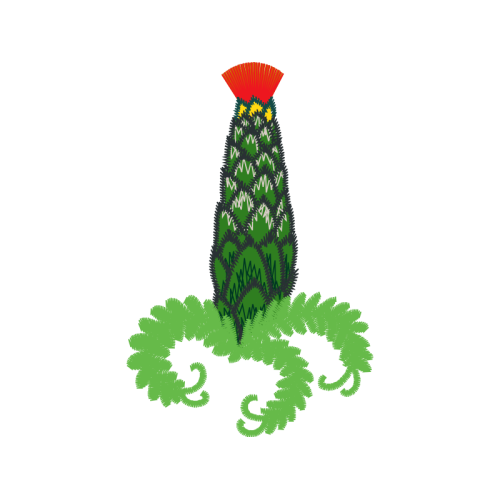 Triangle Cactus Flowers Triangle Cactus Flowers