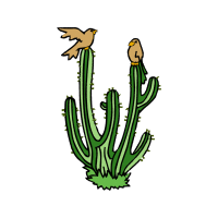 Triangle Cactus Flowers Triangle Cactus Flowers