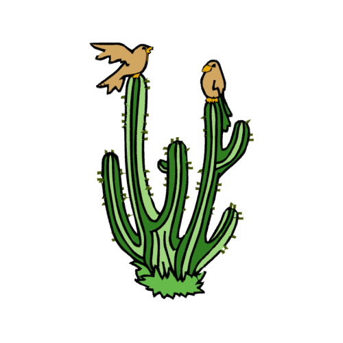 Triangle Cactus Flowers Triangle Cactus Flowers