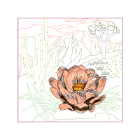 Tuberose Flowers Tuberose Flowers