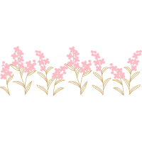 African Corn Lilies Flowers