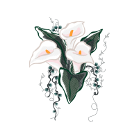 Arum Lily Flowers Arum Lily Flowers