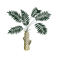 Babassu Flowers Babassu Flowers