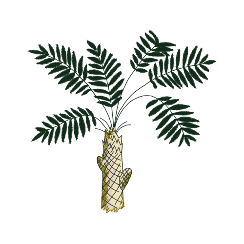 Babassu Flowers Babassu Flowers