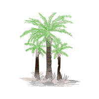 Babassu Flowers Babassu Flowers