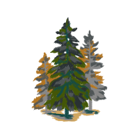 Balsam Fir Flowers Balsam Fir Flowers