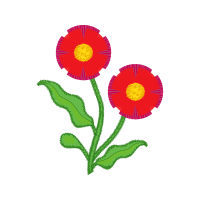 Barberton Daisy Flowers Barberton Daisy Flowers