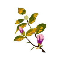 Beach Rose Flowers Beach Rose Flowers