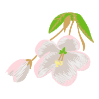 Begonia Flowers Begonia Flowers