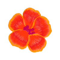 Begonia Flowers Begonia Flowers