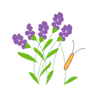 Butterfly Bush Flowers