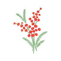 Caesalpinia Flowers Caesalpinia Flowers