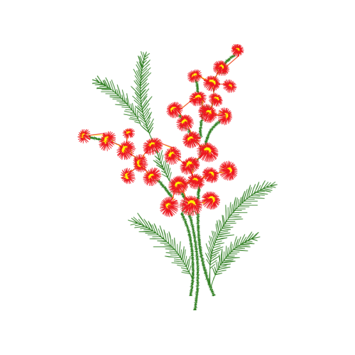 Caesalpinia Flowers Caesalpinia Flowers