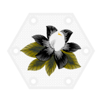 Cattleya Orchids Flowers