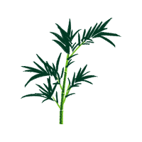 Chamomile Flowers Chamomile Flowers