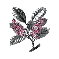 Cherry Laurel Flowers Cherry Laurel Flowers