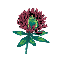 Chrysanthemum Flowers