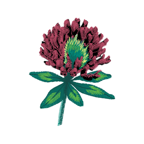 Chrysanthemum Flowers Chrysanthemum Flowers