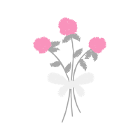 Chrysanthemum Flowers