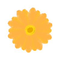 Chrysanthemum Flowers