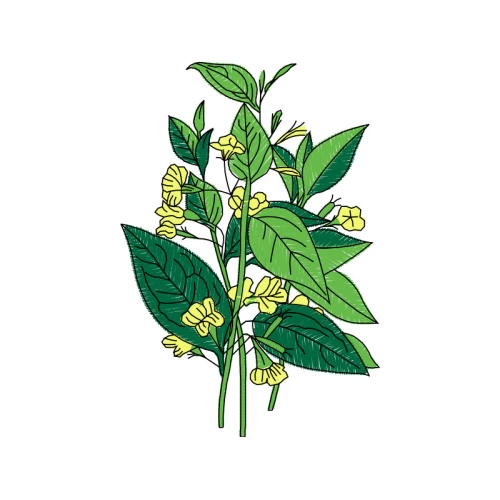 Coca Family Flowers Coca Family Flowers