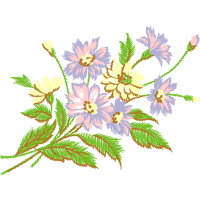 Common Peony Flowers