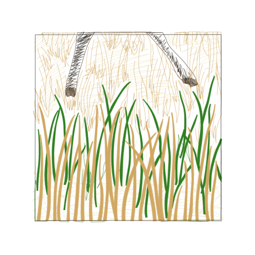 Common Reed Flowers Common Reed Flowers