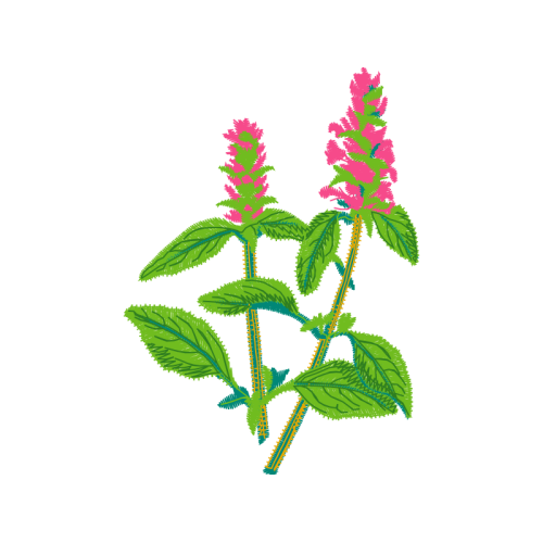 Common Sage Flowers Common Sage Flowers