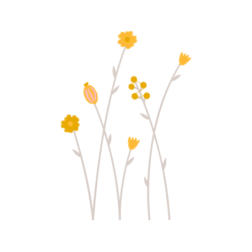 Costmary Flowers Costmary Flowers