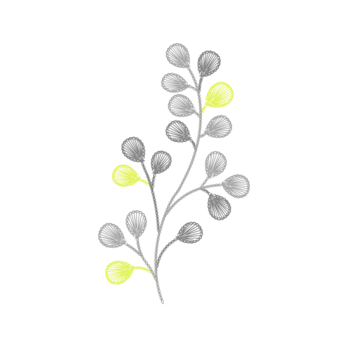 Costmary Flowers Costmary Flowers