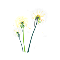 Dandelions Flowers Dandelions Flowers