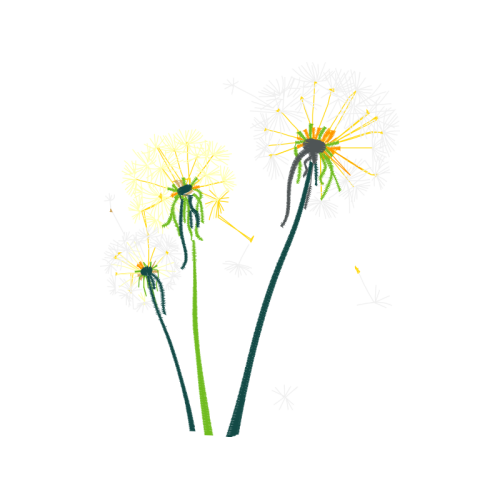 Dandelions Flowers Dandelions Flowers
